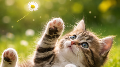 Étude sur la place et l'impact du chat dans les écosystèmes